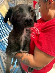 Shelter Stray Female Dog last seen Near BLK O ST, BAKERSFIELD CA, 201 S Mt Vernon Ave, Bakersfield, CA 93307, USA