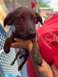 Shelter Stray Female Dog last seen Near BLK O ST, BAKERSFIELD CA, 201 S Mt Vernon Ave, Bakersfield, CA 93307, USA