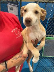 Shelter Stray Female Dog last seen Near BLK E BRUNDAGE LN, BAKERSFIELD CA, 201 S Mt Vernon Ave, Bakersfield, CA 93307, USA