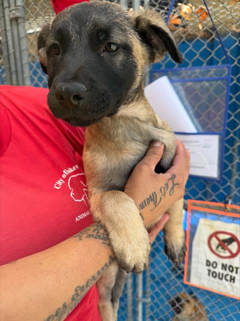 Shelter Stray Female Dog last seen Near BLK 24TH ST, BAKERSFIELD, CA, 201 S Mt Vernon Ave, Bakersfield, CA 93307, USA