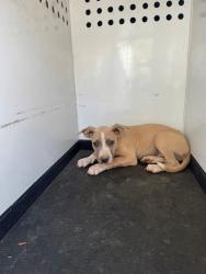 Shelter Stray Male Dog last seen Near BLK WENATCHEE AVE, BAKERSFIEL, CA, 201 S Mt Vernon Ave, Bakersfield, CA 93307, USA