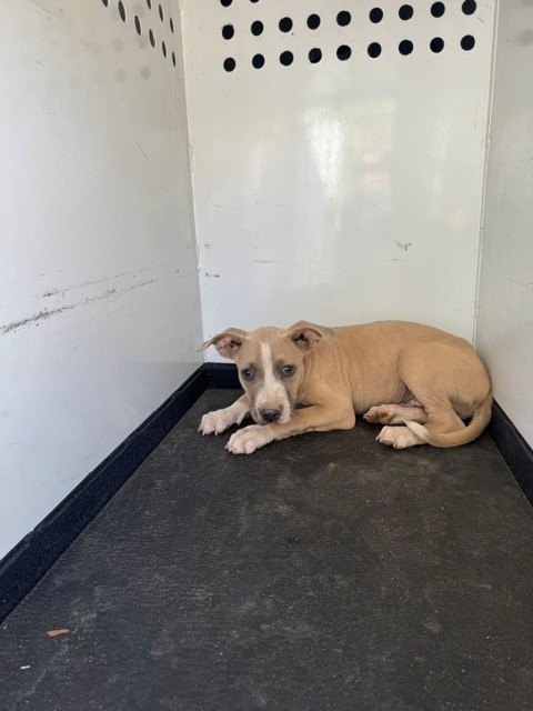 Shelter Stray Male Dog last seen Near BLK WENATCHEE AVE, BAKERSFIEL, CA, 201 S Mt Vernon Ave, Bakersfield, CA 93307, USA