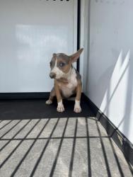 Shelter Stray Female Dog last seen Near BLK WENATCHEE AVE, BAKERSFIELD, CA, 201 S Mt Vernon Ave, Bakersfield, CA 93307, USA