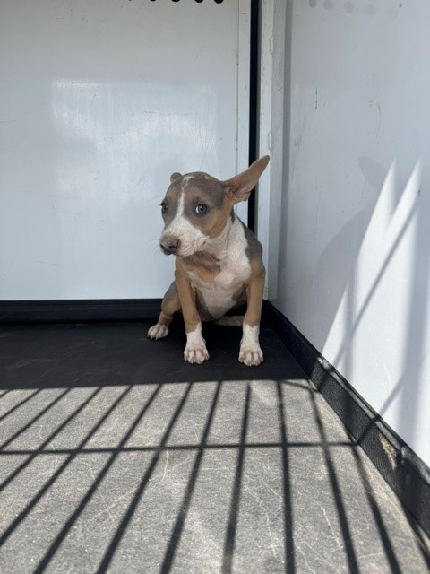 Shelter Stray Female Dog last seen Near BLK WENATCHEE AVE, BAKERSFIELD, CA, 201 S Mt Vernon Ave, Bakersfield, CA 93307, USA