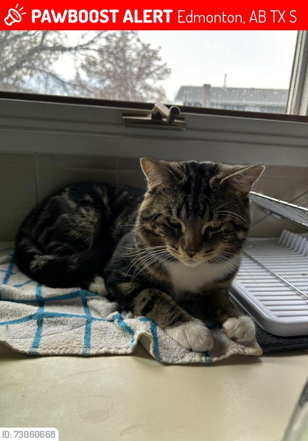 Lost Male Cat last seen Beaumairus Lake, Eaux Claires Station, Edmonton, AB T5X 4S6