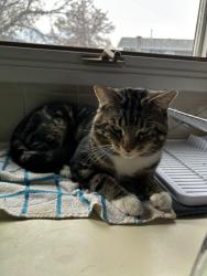 Lost Male Cat last seen Beaumairus Lake, Eaux Claires Station, Edmonton, AB T5X 4S6