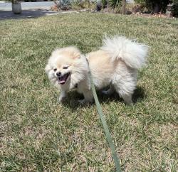 Reunited Unknown Dog last seen Kings Cross Way, San Jose, CA 95136, USA, San Jose, CA 95136