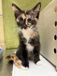 Shelter Stray Female Cat last seen Near BLOCK HAMNER AVE, EASTVALE CA 91752, 6851 Van Buren Boulevard, Jurupa Valley, CA 92509, USA