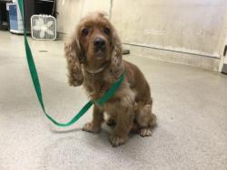 Shelter Stray Female Dog last seen MISSION BLVD/ VALLEY WAY, JURUPA VALLEY CA, 6851 Van Buren Boulevard, Jurupa Valley, CA 92509, USA