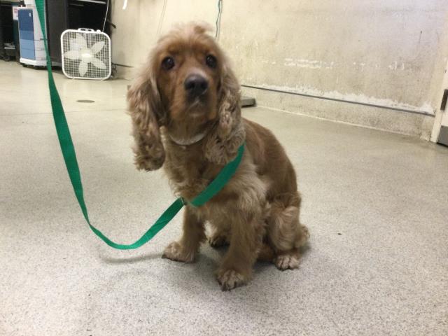 Shelter Stray Female Dog last seen MISSION BLVD/ VALLEY WAY, JURUPA VALLEY CA, 6851 Van Buren Boulevard, Jurupa Valley, CA 92509, USA
