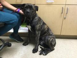 Shelter Stray Female Dog last seen Near BLOCK VAN BUREN BLVD, RIVERSIDE CA 92504, 6851 Van Buren Boulevard, Jurupa Valley, CA 92509, USA