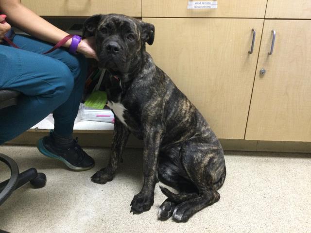 Shelter Stray Female Dog last seen Near BLOCK VAN BUREN BLVD, RIVERSIDE CA 92504, 6851 Van Buren Boulevard, Jurupa Valley, CA 92509, USA