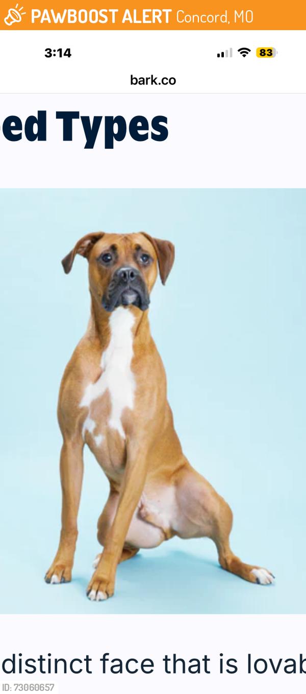 Found/Stray Unknown Dog last seen South Lindbergh and Five Oaks Parkway, Concord, MO 63128