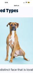 Found/Stray Unknown Dog last seen South Lindbergh and Five Oaks Parkway, Concord, MO 63128