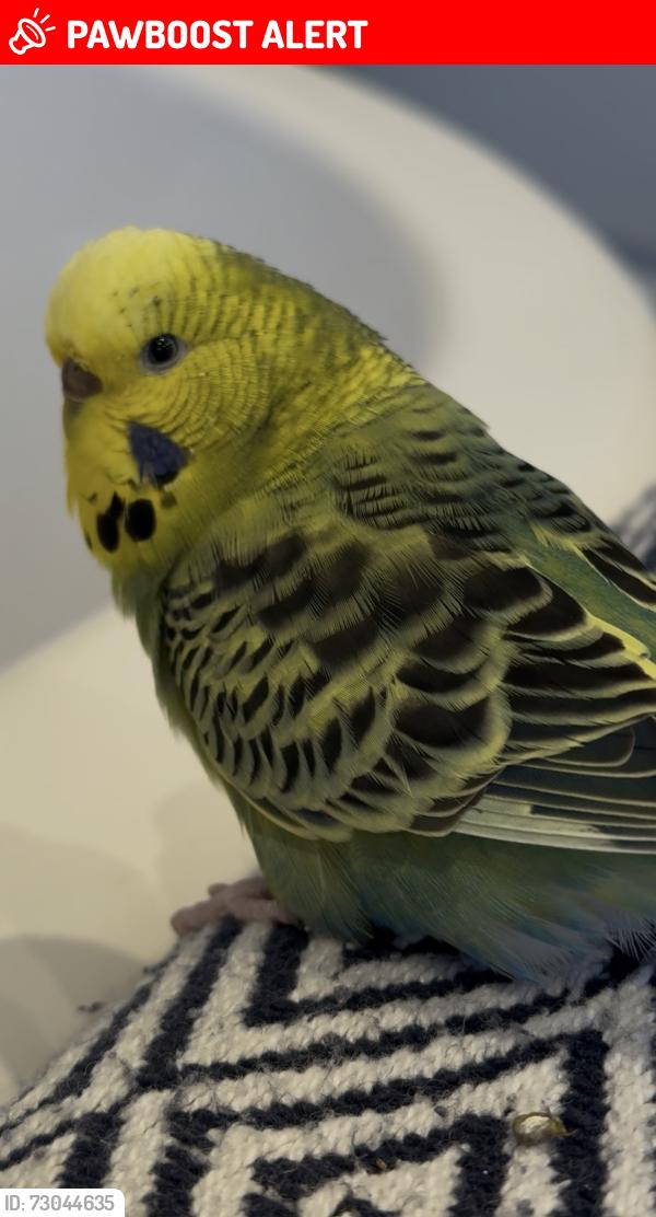 Lost Female Bird last seen Tangier road, Greater London, England TW10 5DW