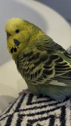 Lost Female Bird last seen Tangier road, Greater London, England TW10 5DW