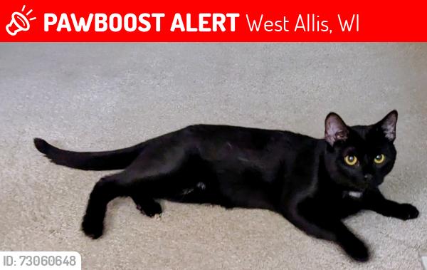Lost Male Cat last seen 55th & Lincoln, West Allis, WI 53219