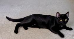 Lost Male Cat last seen 55th & Lincoln, West Allis, WI 53219