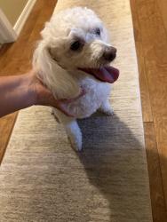 Found/Stray Female Dog last seen 43rd ave & Westcott Dr, Glendale, AZ 85308