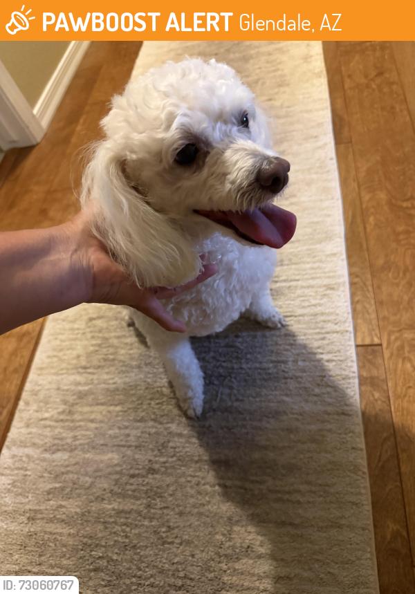 Found/Stray Female Dog last seen 43rd ave & Westcott Dr, Glendale, AZ 85308