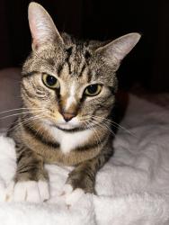 Lost Female Cat last seen Welika and Thomas street, Decatur, GA 30032