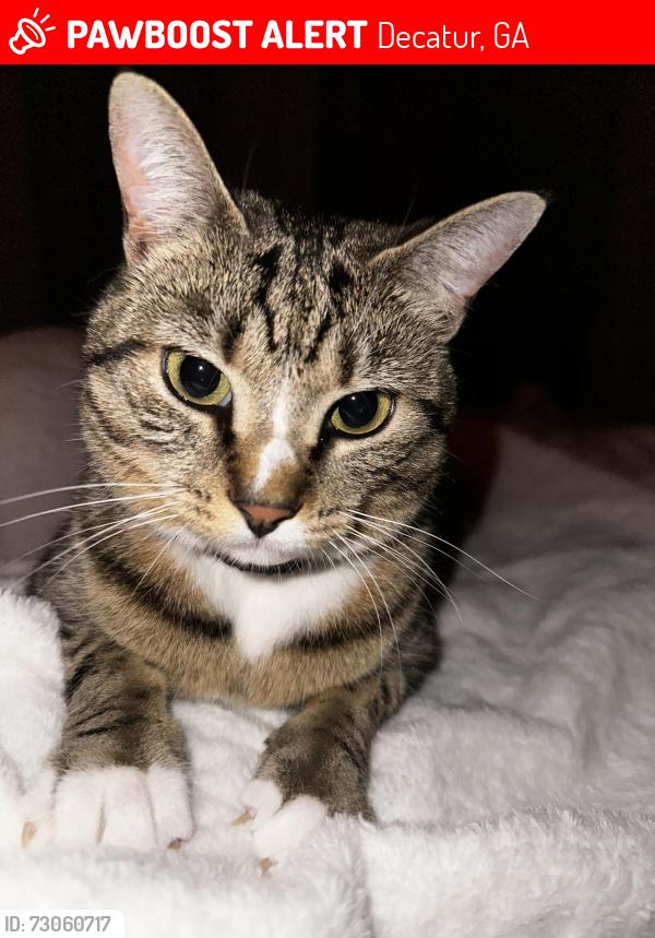 Lost Female Cat last seen Welika and Thomas street, Decatur, GA 30032