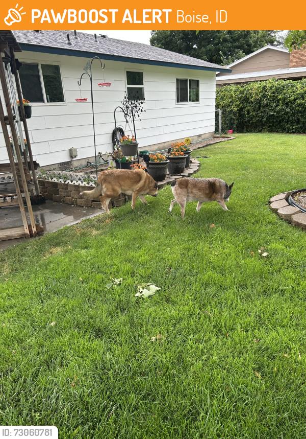 Found/Stray Unknown Dog last seen 5 Mile & Victory, Boise, ID 83709