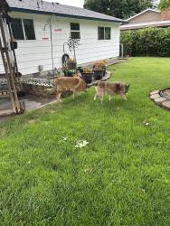 Found/Stray Unknown Dog last seen 5 Mile & Victory, Boise, ID 83709