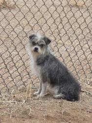 Found/Stray Female Dog last seen E. 26th st, Lubbock, TX 79404