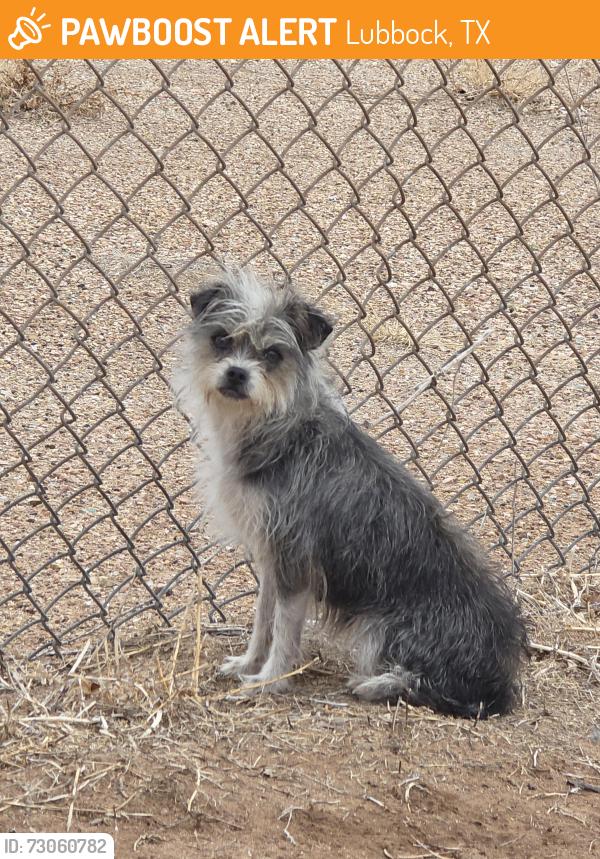 Found/Stray Female Dog last seen E. 26th st, Lubbock, TX 79404