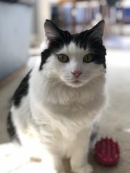 Reunited Male Cat last seen Clemmons West, Clemmons, NC 27012