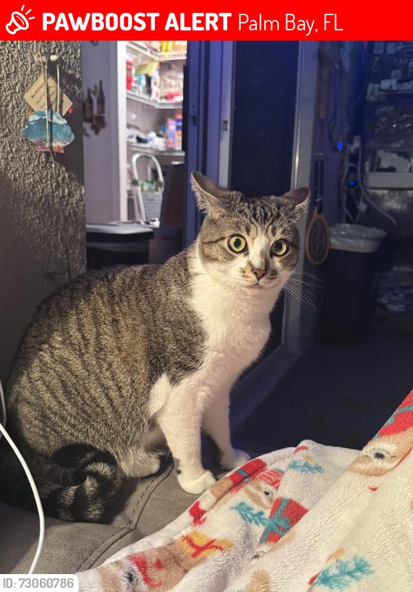 Lost Female Cat last seen Altura Ave and Hutchins Ave, Palm Bay, FL 32909