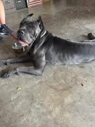 Found/Stray Male Dog last seen walnut hill and plano road, Dallas, TX 75238