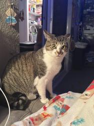 Lost Female Cat last seen Altura Ave and Hutchins Ave, Palm Bay, FL 32909