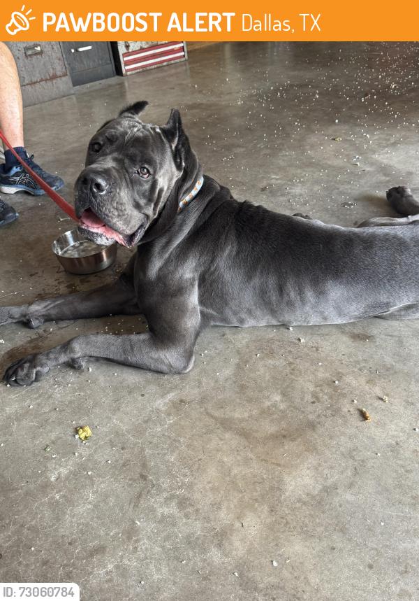 Found/Stray Male Dog last seen walnut hill and plano road, Dallas, TX 75238
