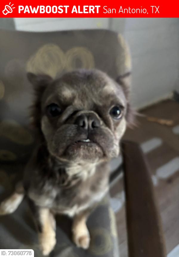 Lost Female Dog last seen Brazil’s and Zarzamora st, San Antonio, TX 78207