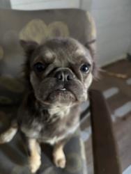 Lost Female Dog last seen Brazil’s and Zarzamora st, San Antonio, TX 78207
