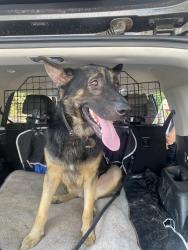 Found/Stray Male Dog last seen Sampson YMCA, Clinton, NC 28328
