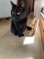 Lost Male Cat last seen E Hancock Street and Candler Road, Decatur, GA 30030