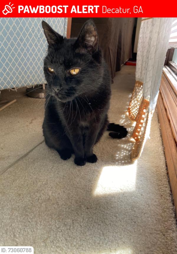 Lost Male Cat last seen E Hancock Street and Candler Road, Decatur, GA 30030