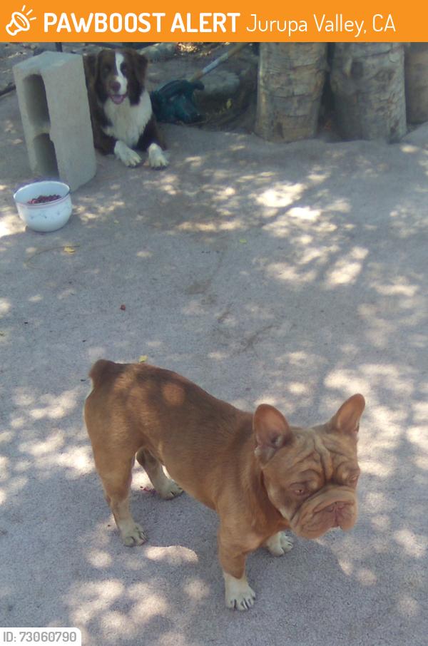 Found/Stray Male Dog last seen 50th st y dood st, Jurupa Valley, CA 91752