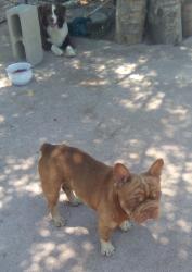 Found/Stray Male Dog last seen 50th st y dood st, Jurupa Valley, CA 91752