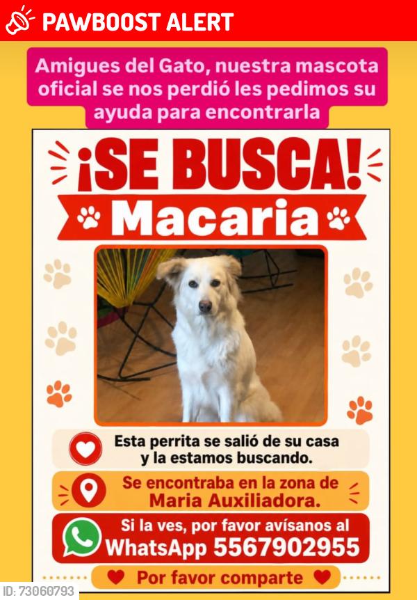Lost Female Dog last seen María auxiliadora Chiapas, San Cristóbal de las Casas, Chis. 