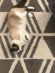 Lost Female Cat last seen major streets, Minneapolis, MN 55410