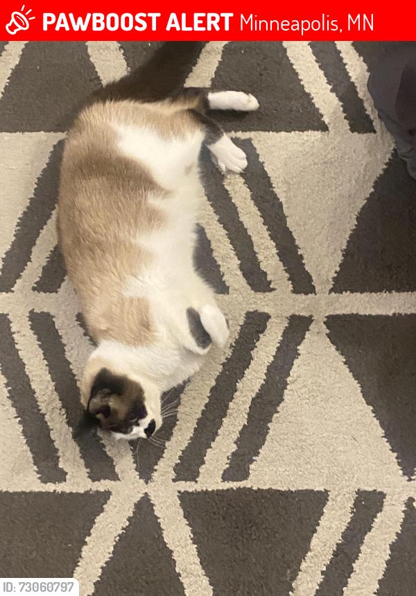 Lost Female Cat last seen major streets, Minneapolis, MN 55410