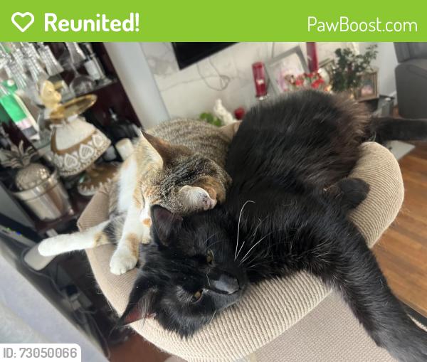 Reunited Male Cat last seen Near bruce lane, Annandale, VA 22003