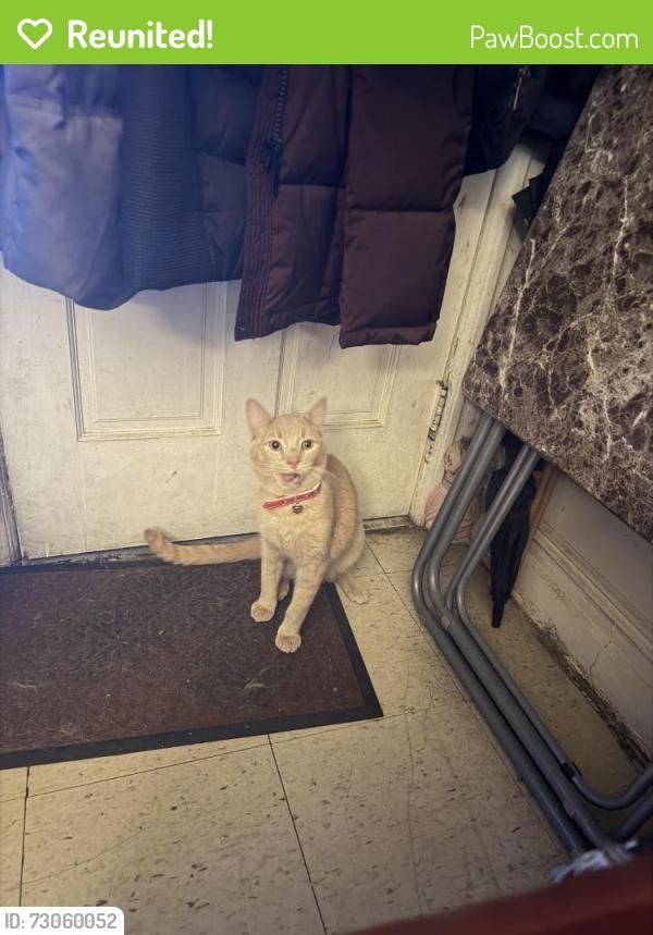 Reunited Male Cat last seen Kings county hosp, Brooklyn, NY 11203