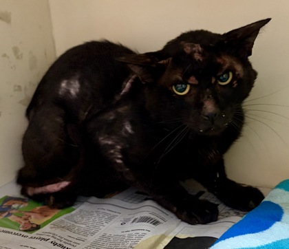 Shelter Stray Male Cat last seen Near Cedar Ridge Trail, 30083, GA, 3280 Chamblee Dunwoody Rd, Chamblee, GA 30341, USA