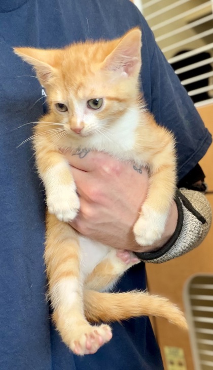 Shelter Stray Male Cat last seen Near Glenwood Rd, Decatur, GA 30032, 30032, GA, 3280 Chamblee Dunwoody Rd, Chamblee, GA 30341, USA