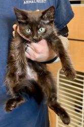 Shelter Stray Male Cat last seen Near Glenwood Rd, Decatur, GA 30032, 30032, GA, 3280 Chamblee Dunwoody Rd, Chamblee, GA 30341, USA